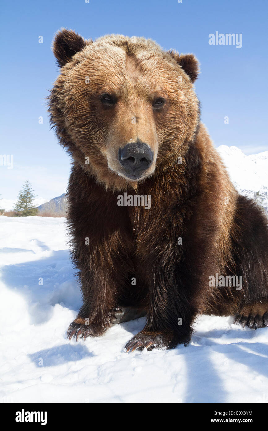 Gefangen im Alaska Wildlife Conservation Center in Portage Alaska in Yunan Alaska. Brauner Bär Erwachsene im Winterschnee. Stockfoto