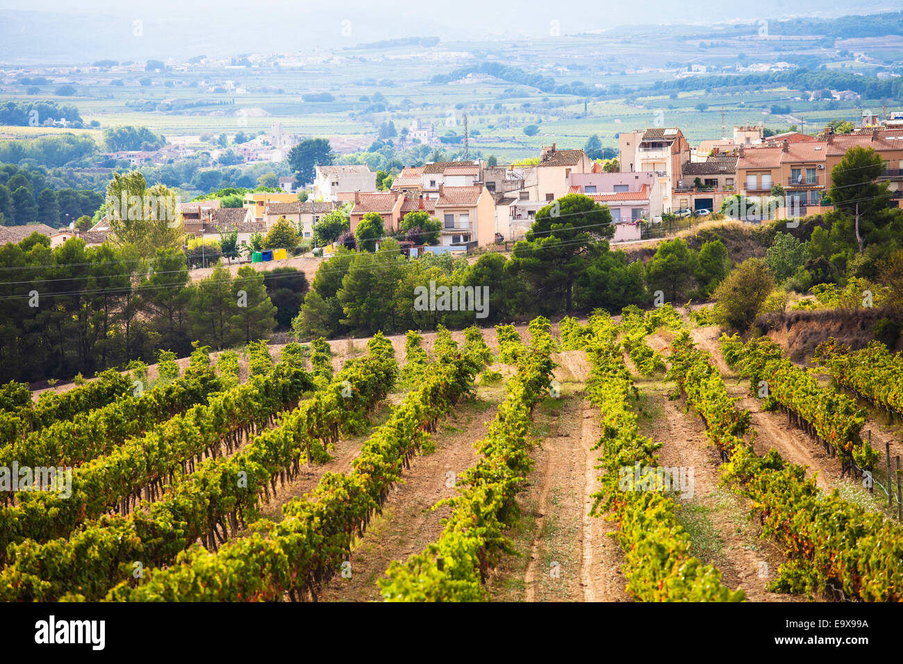 Weinbau in das größte Weinbaugebiet von Katalonien, das Penedes