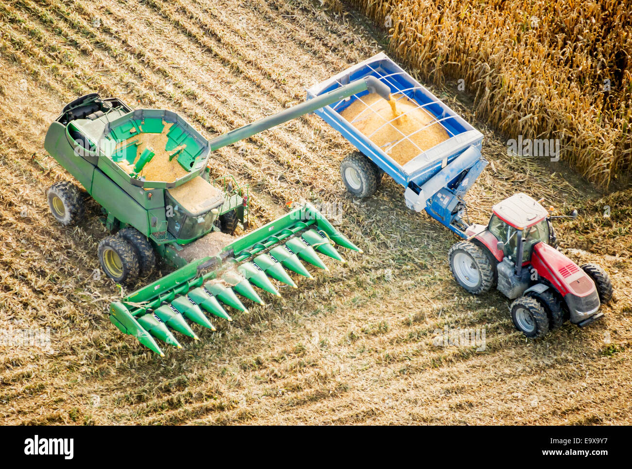 Maisernte; Centerville, Maryland, Vereinigte Staaten von Amerika Stockfoto