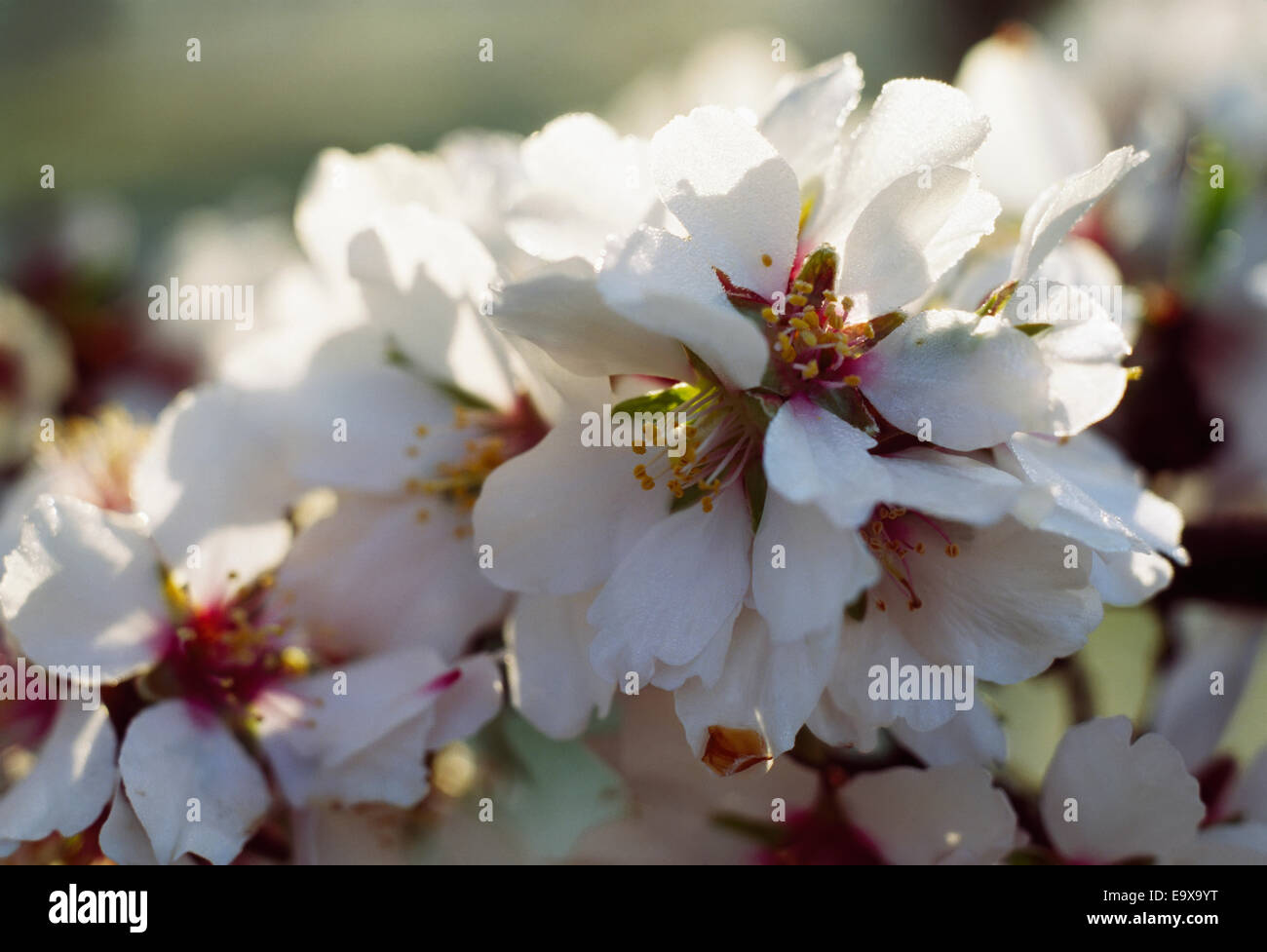 Nahaufnahme von einem Mandelblüten in voller Blüte; Modesto, Kalifornien, Vereinigte Staaten von Amerika Stockfoto