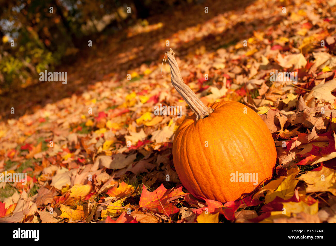 Eine kleine Orange Kürbis im Vordergrund unter eine Rasenfläche von gefallenen Herbst Blätter. Stockfoto