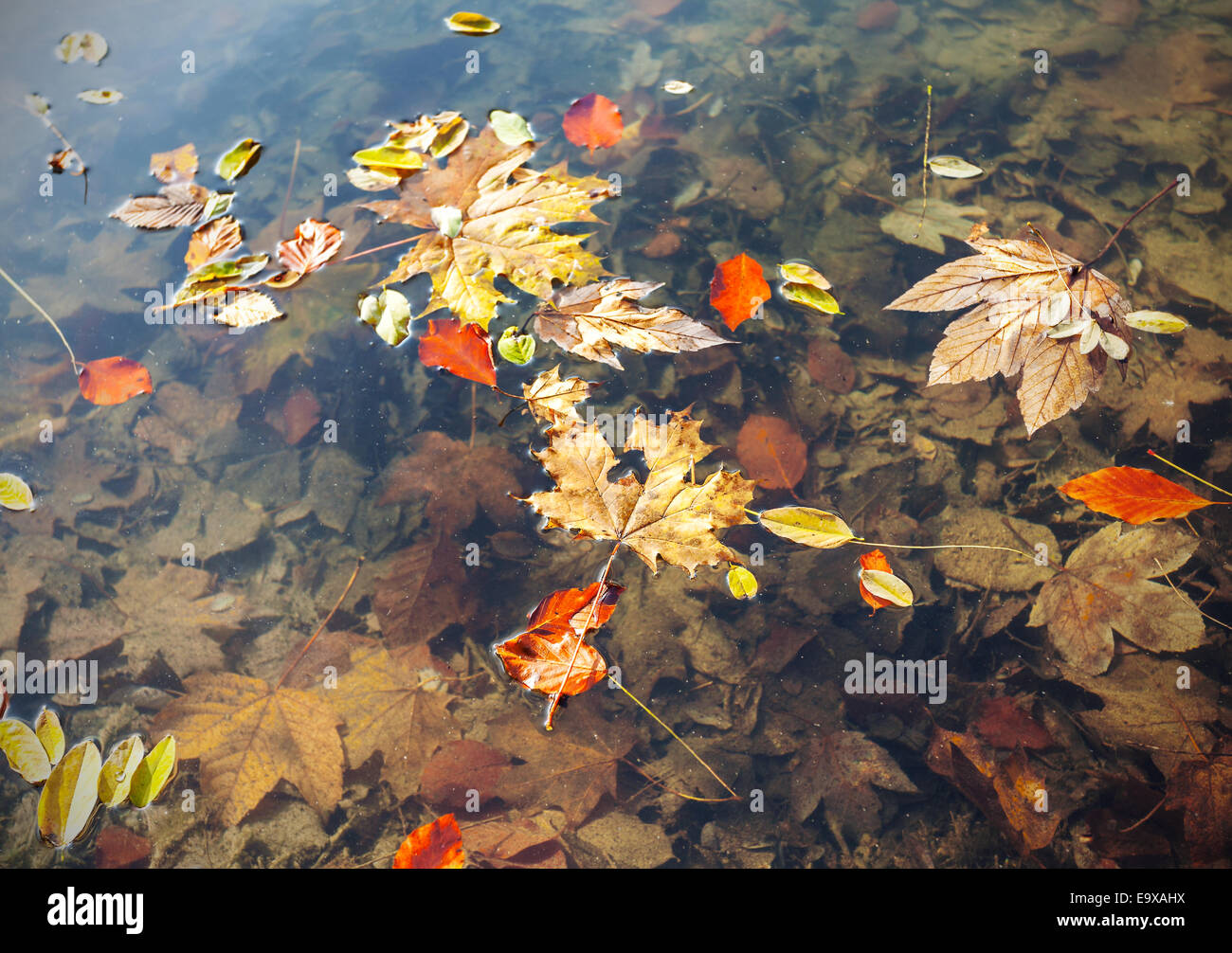 Bunte trockenes Herbstlaub auf dem Wasser. Stockfoto