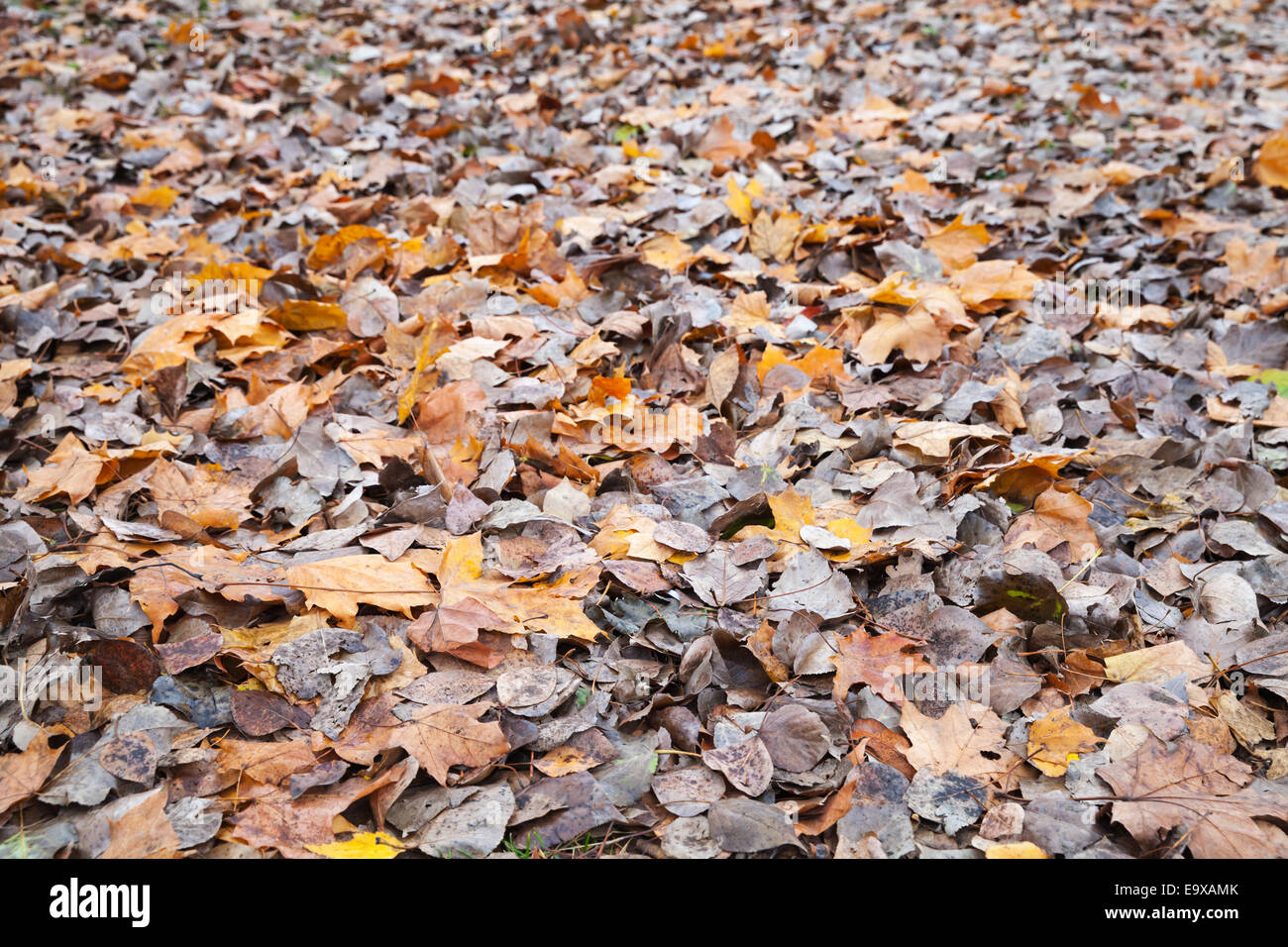 Gelbe und graue herbstliche Laub lag auf dem Boden im Wald. Selektiven Fokus Stockfoto Gelbe und graue herbstliche Laub lag auf dem Boden im Wald. Selektiven Fokus Stockfoto