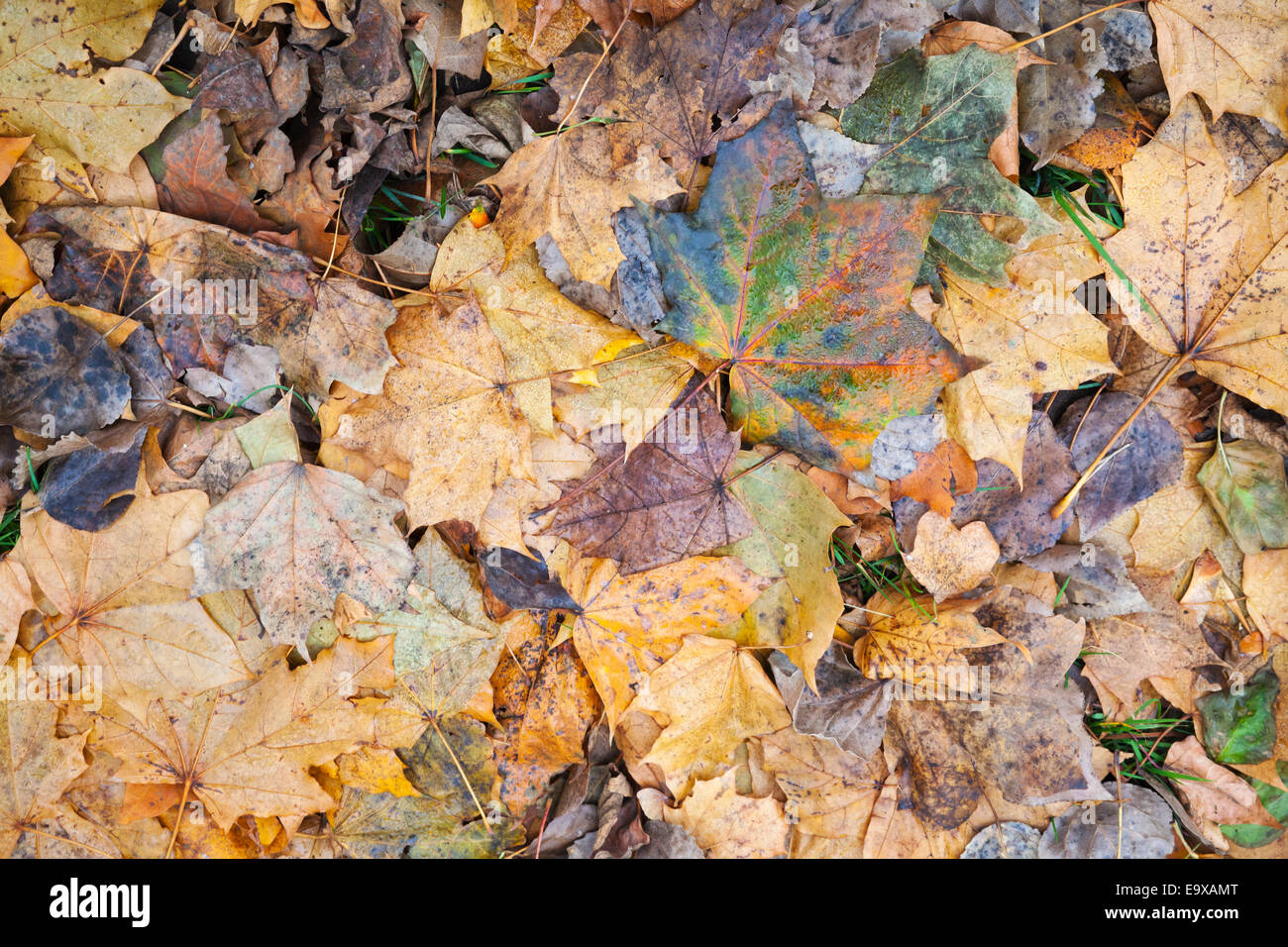 Bunte herbstliche Laub lag auf kalten Boden im Wald Stockfoto Bunte herbstliche Laub lag auf kalten Boden im Wald Stockfoto
