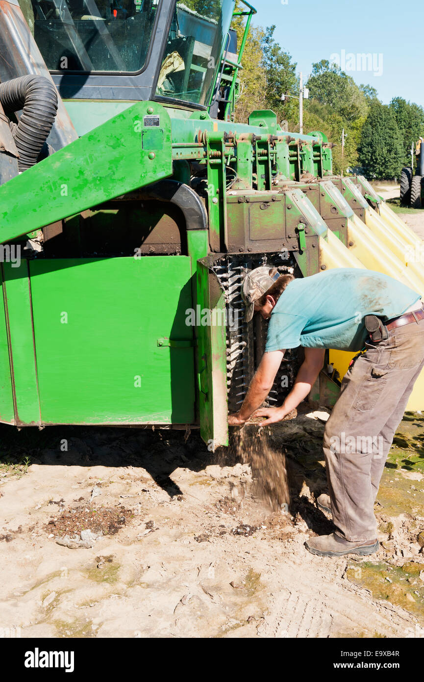 Reinigung Schmutz von der Baumwolle Picker Spindeln nach dumping eine Last von Baumwolle, Hinds County; Vicksburg, Mississippi, Vereinigte Staaten Stockfoto