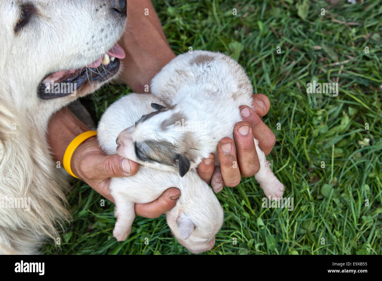 Hände halten eine Woche alt Great Pyrenees Welpen, wachsamen Mutter. Stockfoto