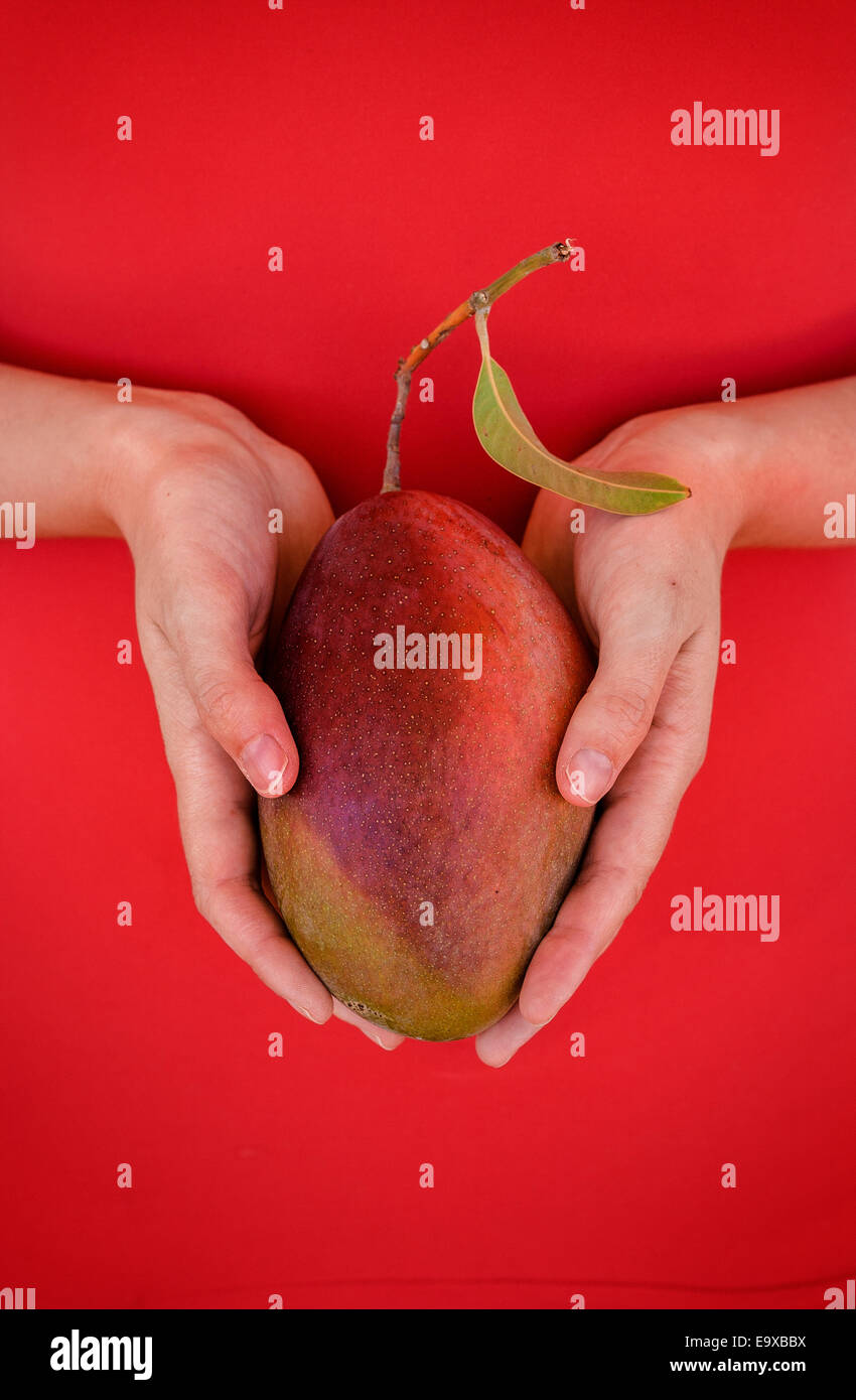 Fruchtbarkeit-Metapher. Junge Frau Hände halten Reifen Mango über roten T-shirt. Stockfoto