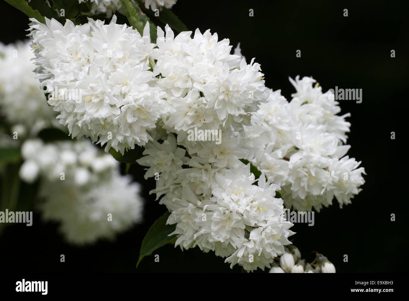 Reinweiße Blüten der Frühsommer blühende Deutzie Crenata 'Plena' Stockfoto