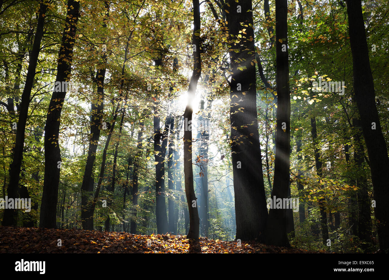 Geheimnisvolle dunkle Wald Herbstlandschaft mit Sonnenstrahlen. Stockfoto