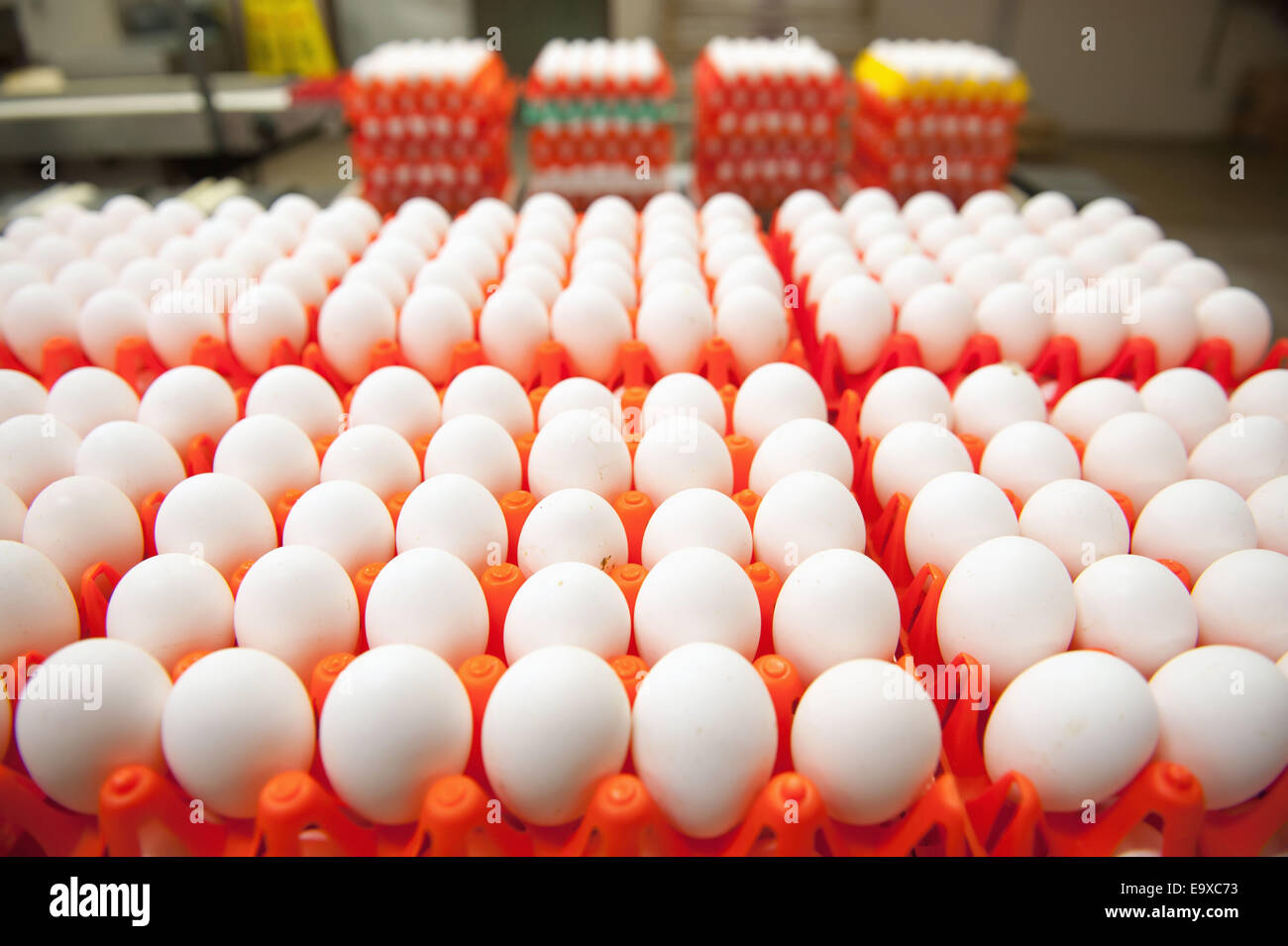 Ei-Sortierer in einer Aufbereitungsanlage auf Ei Bauernhof; Hampstead, Maryland, Vereinigte Staaten von Amerika Stockfoto