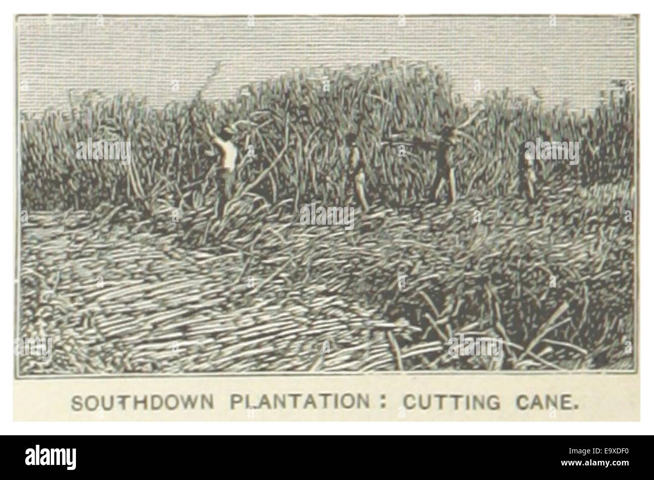 Diese 1891 von Louisianas Southdown Plantation gezeigte Illustration zeigt Arbeiter, die Zuckerrohr auf den Feldern schneiden. Das Bild bietet eine historische Perspektive auf landwirtschaftliche Praktiken und Arbeitskräfte im Süden der Vereinigten Staaten während des späten 19. Jahrhunderts. Stockfoto