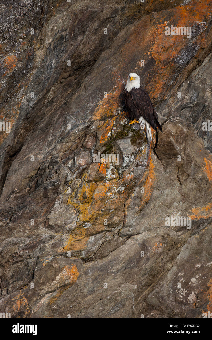 Weißkopfseeadler in Alaska auf bunten Felsen thront Stockfoto
