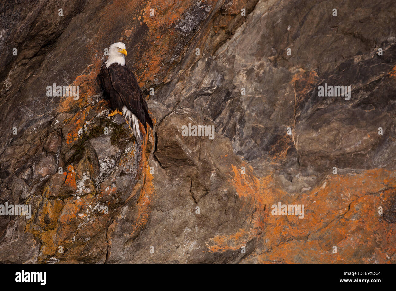 Weißkopfseeadler in Alaska auf bunten Felsen thront Stockfoto