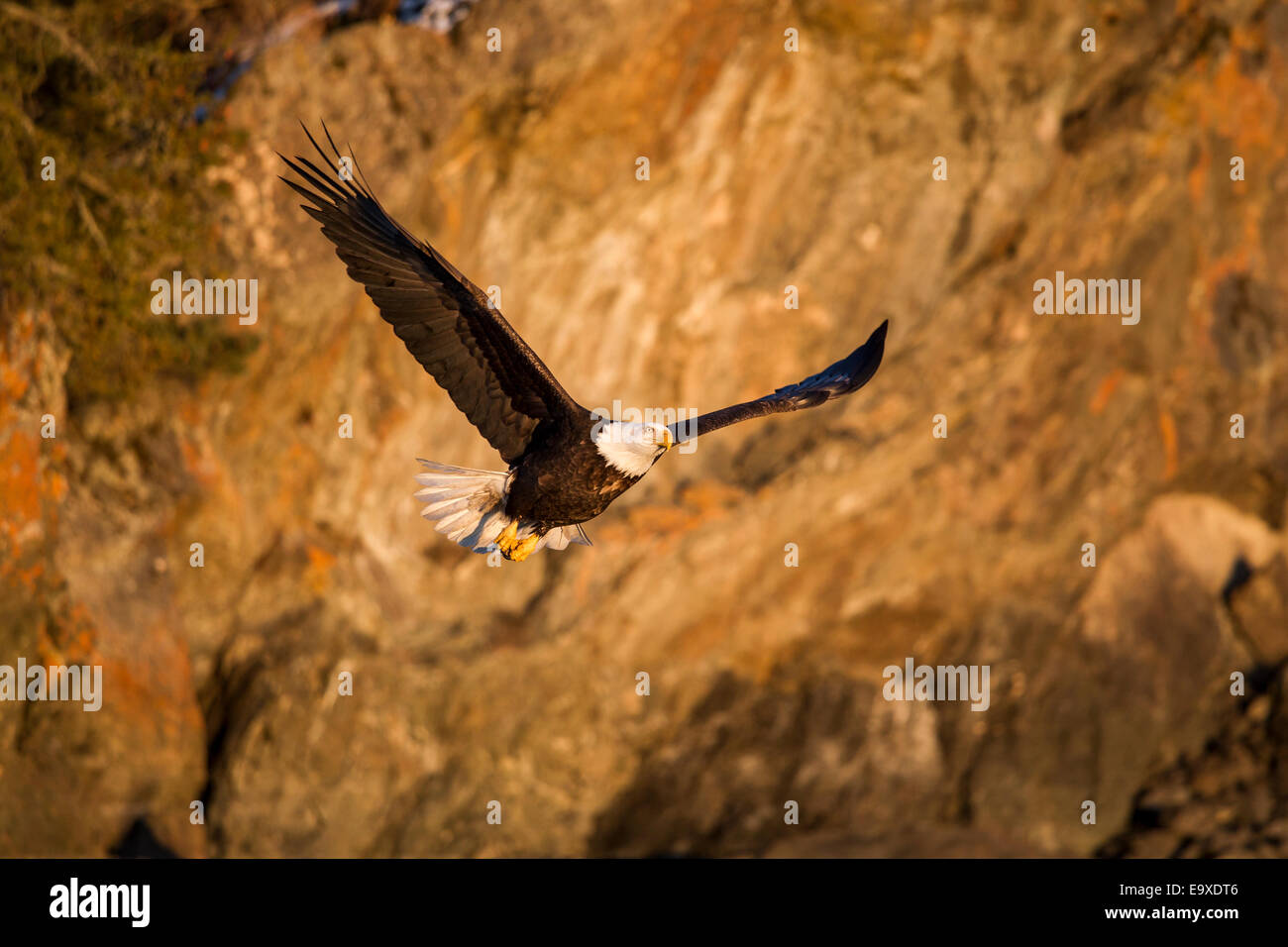 Reifen Weißkopfadler im Flug Stockfoto
