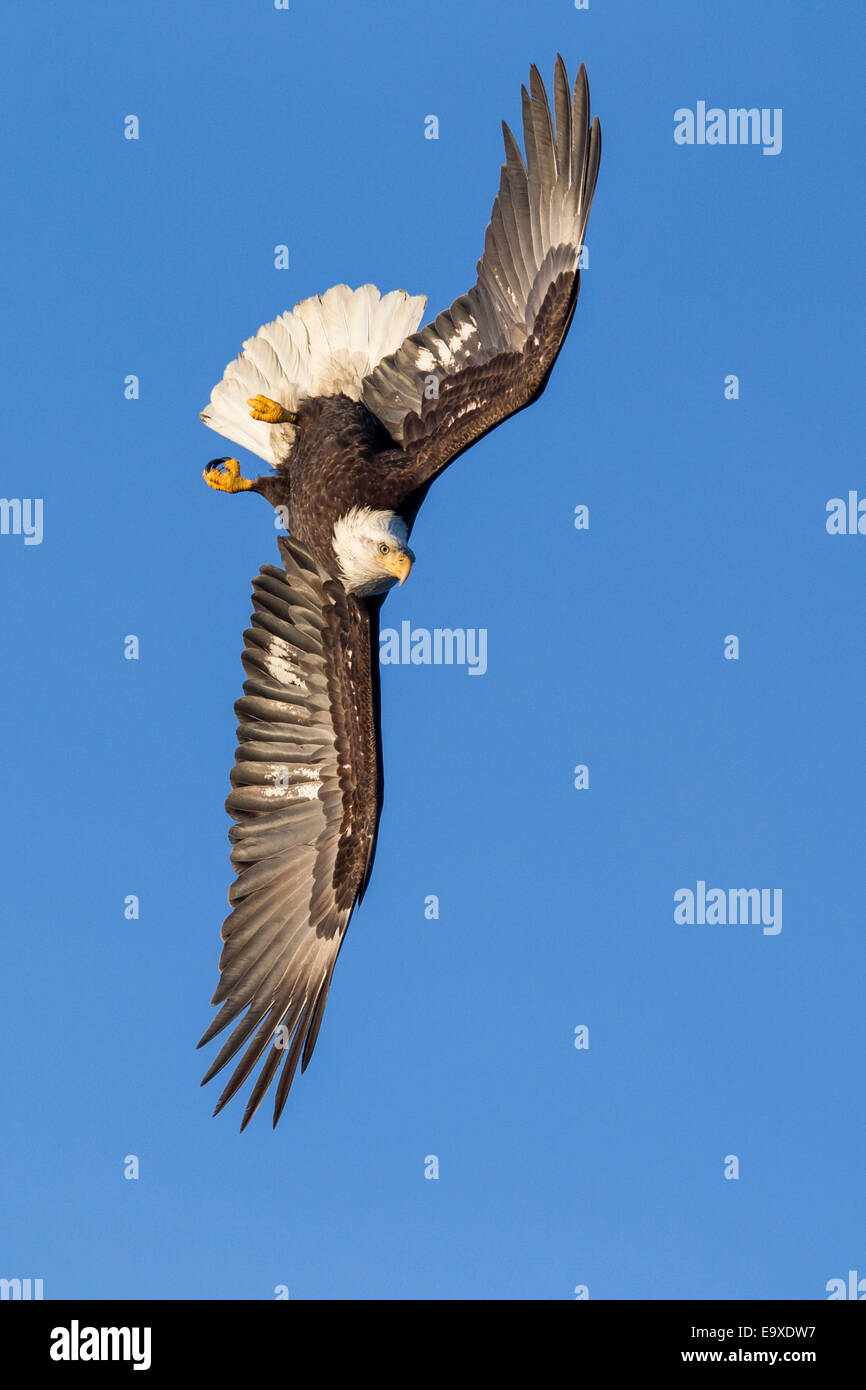 Reifen Weißkopfadler im Flug Stockfoto