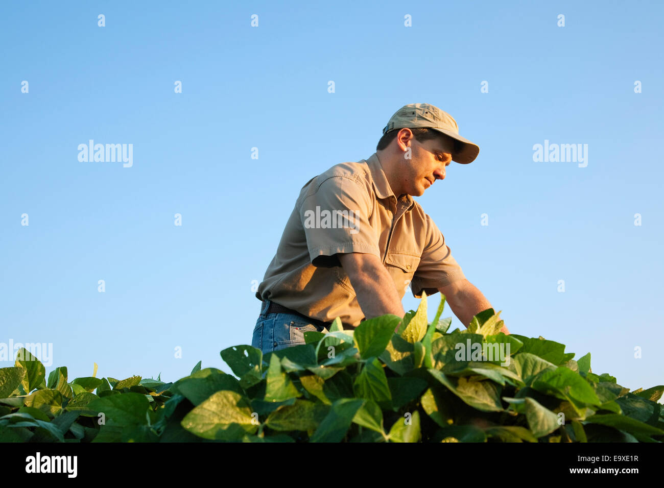 Landwirtschaft - ein Bauer (Züchter) untersucht seine Mitte Wachstum-Soja-Ernte in der Mitte-zu-Ende-Pod Set Stadium / Arkansas, USA. Stockfoto