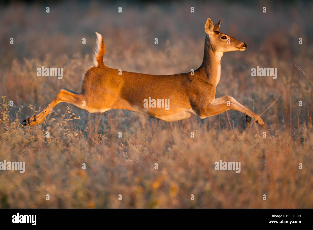 Whitetail doe läuft auf Hochtouren bei Sonnenaufgang Stockfoto