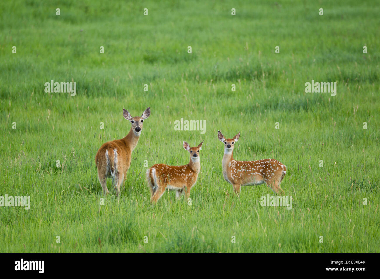 Wyoming whitetail doe mit rehkitzen Stockfoto