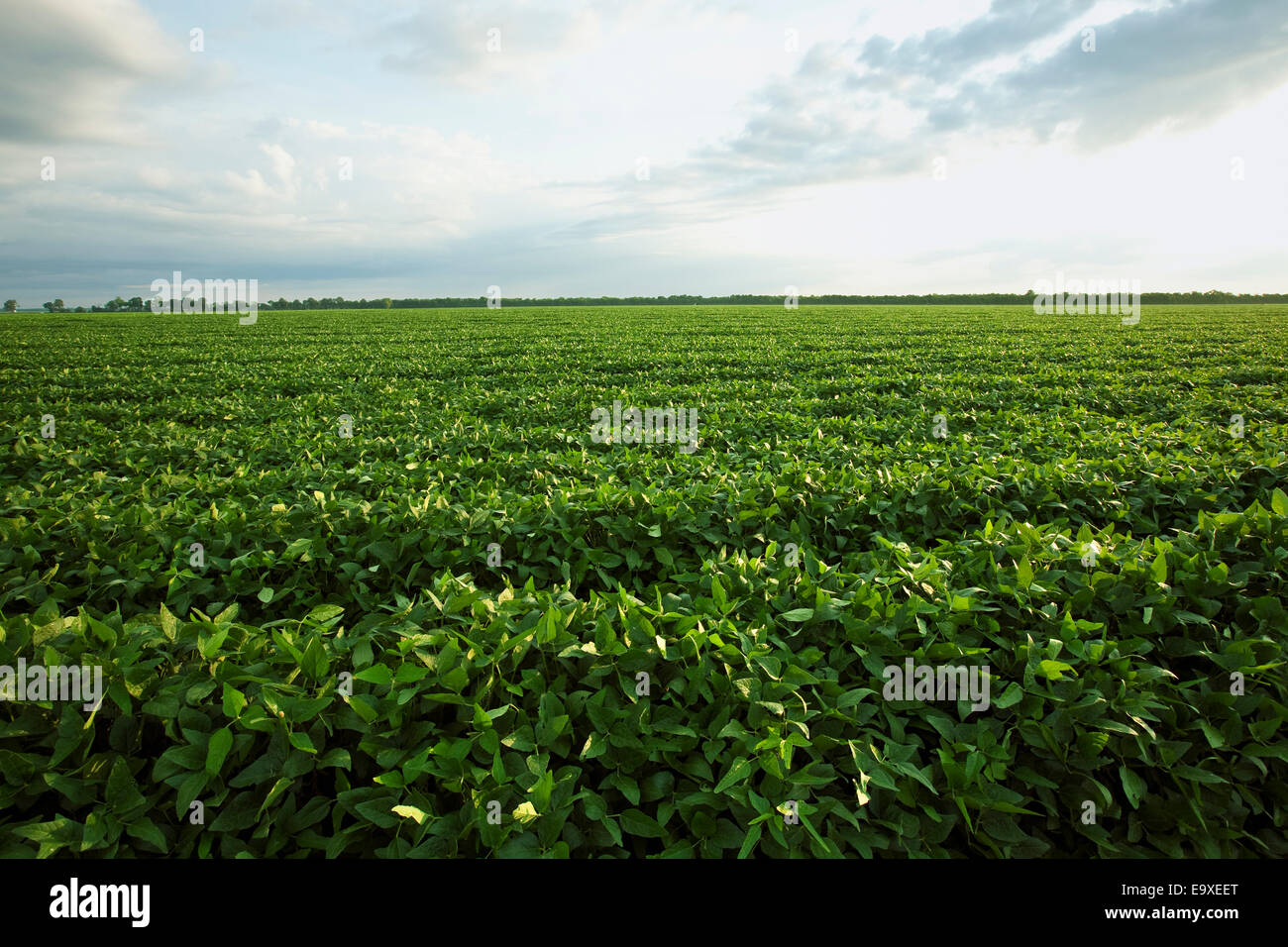 Landwirtschaft - Grossfeld der gesunden Mitte Wachstum Sojabohnen im Pod Bühne / in der Nähe von England, Arkansas, USA. Stockfoto