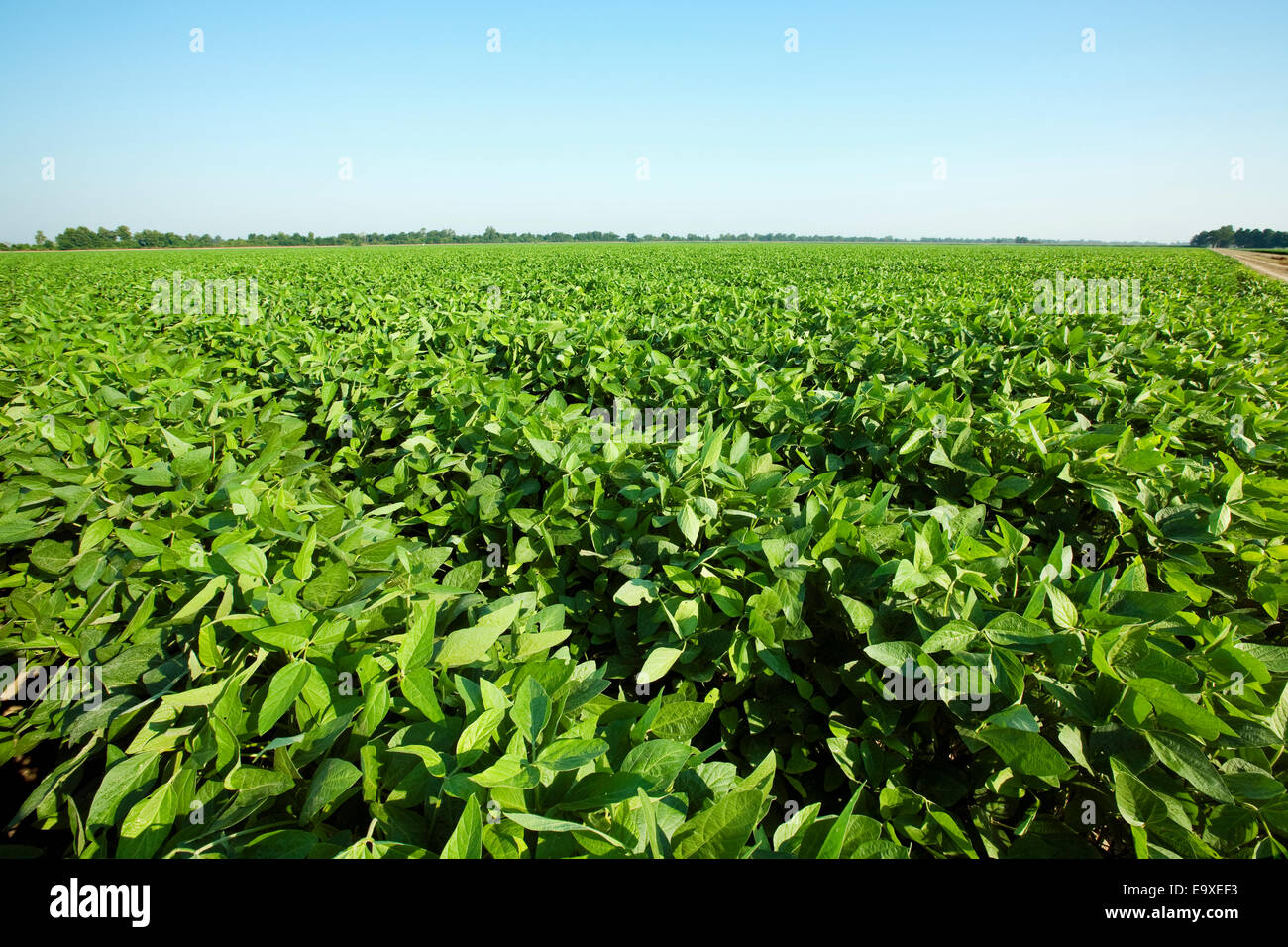 Landwirtschaft - Grossfeld der gesunden Mitte Wachstum Sojabohnen Stadium der Pod-Einstellung / Arkansas, USA. Stockfoto