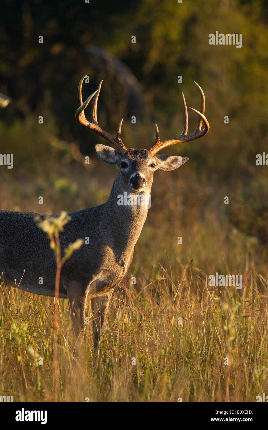 Texas Whitetail Bucks während der Brunft im Herbst Stockfoto