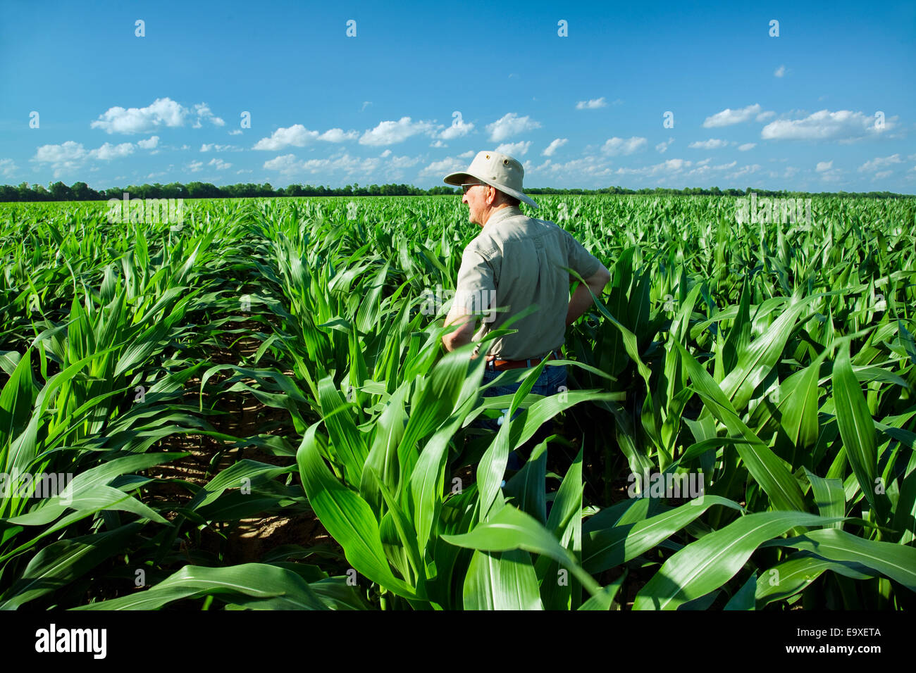 Landwirtschaft - ein Bauer (Züchter) untersucht sein Arbeitsgebiet mid Wachstum vor Quaste Bühne Maispflanzen / in der Nähe von England, Arkansas, USA. Stockfoto