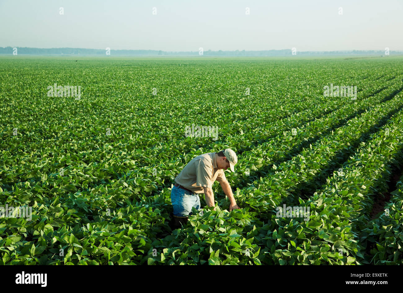 Landwirtschaft - ein Bauer (Züchter) untersucht seine Mitte Wachstum-Soja-Ernte in der Mitte-zu-Ende-Pod Set Stadium / Arkansas, USA. Stockfoto
