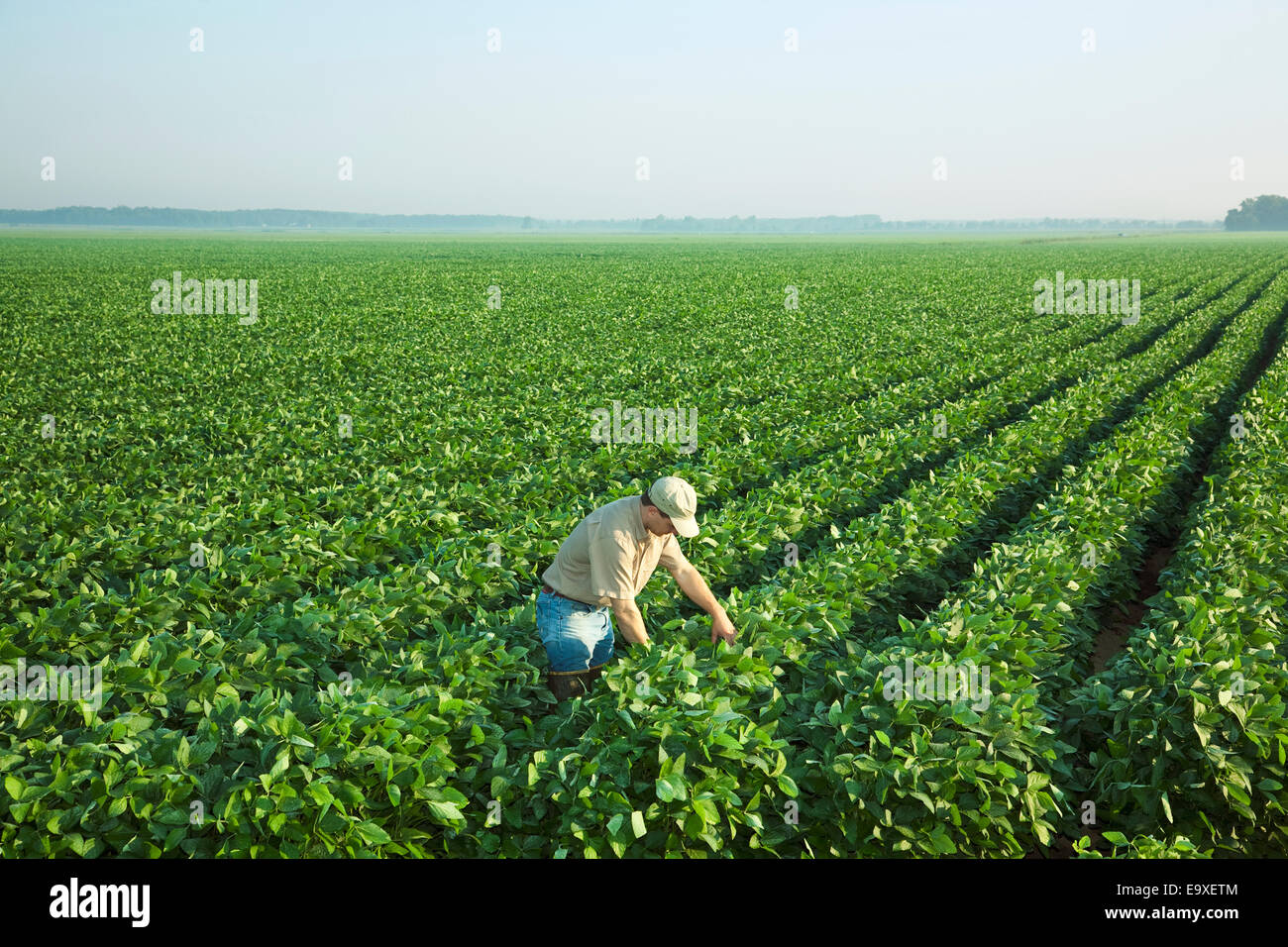 Landwirtschaft - ein Bauer (Züchter) untersucht seine Mitte Wachstum-Soja-Ernte in der Mitte-zu-Ende-Pod Set Stadium / Arkansas, USA. Stockfoto