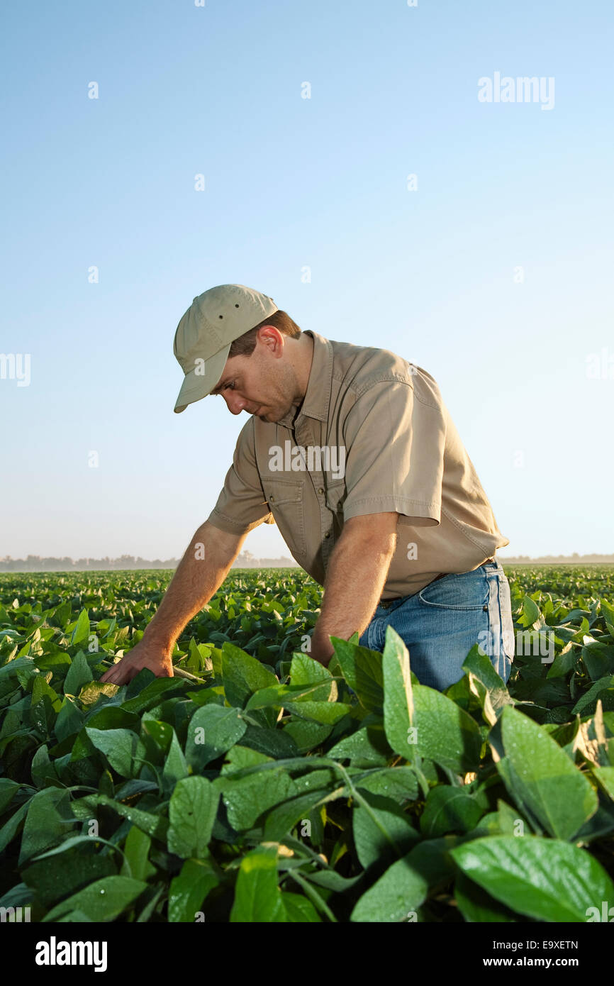 Landwirtschaft - ein Bauer (Züchter) untersucht seine Mitte Wachstum-Soja-Ernte in der Mitte-zu-Ende-Pod Set Stadium / Arkansas, USA. Stockfoto