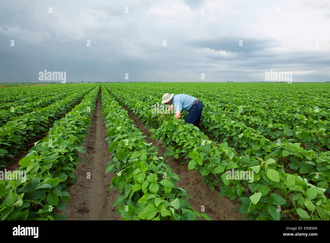 Landwirtschaft - ein Bauer (Züchter) inspiziert seine Mitte Wachstum Ernte von Sojabohnen Stadium der Pod-Einstellung / Arkansas, USA. Stockfoto