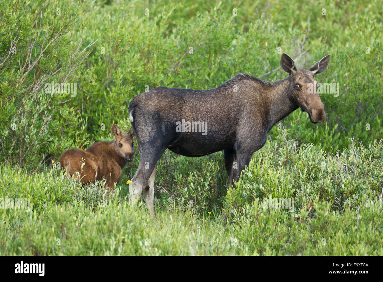 Shira Elch Kuh mit Neugeborenen Kalb in Wyoming Stockfoto