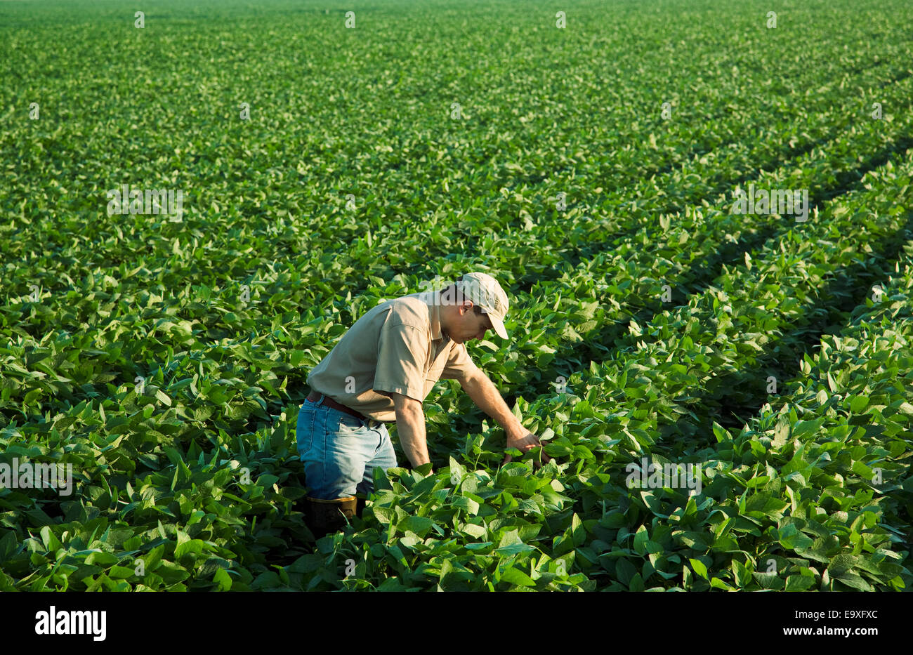 Landwirtschaft - Ernte Berater untersucht eine Mitte Wachstum-Soja-Ernte in der Mitte-zu-Ende-Pod Set Stadium / Arkansas, USA. Stockfoto
