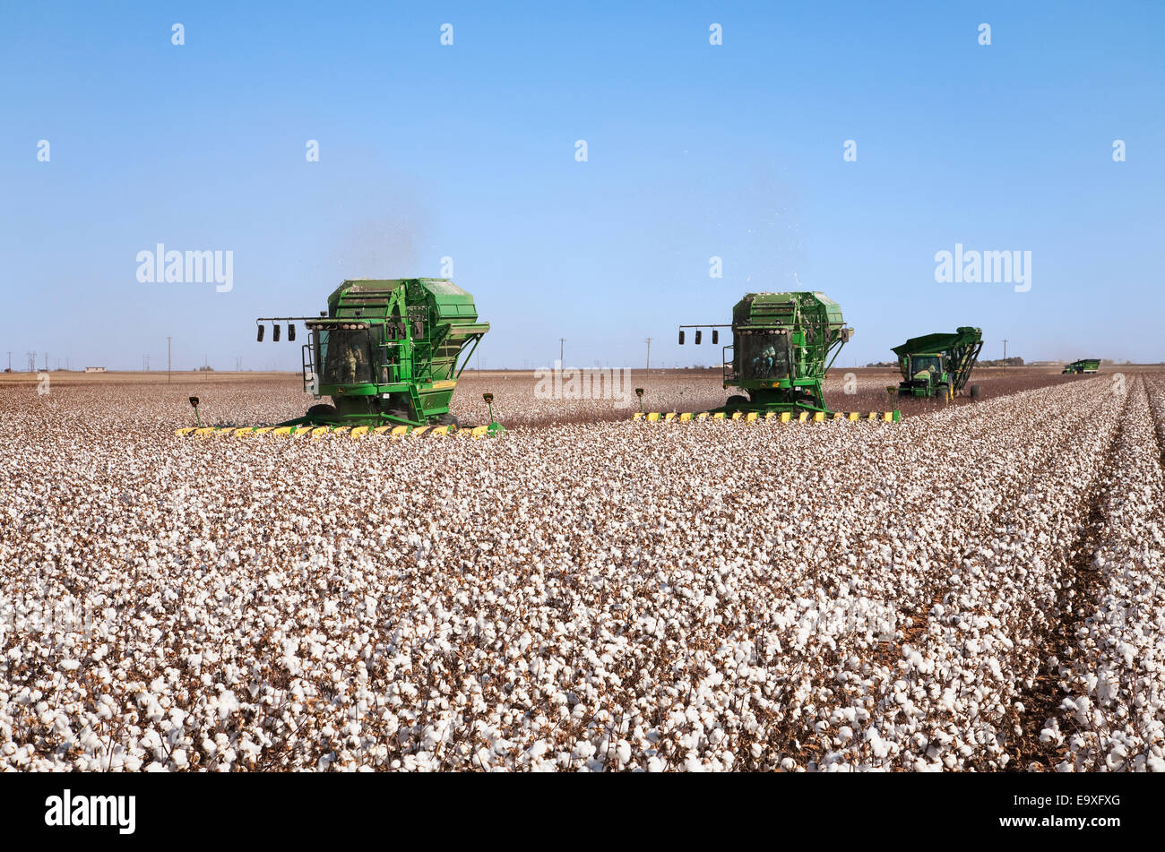 Zwei John Deere 8-reihige Baumwolle Stripperinnen Ernte eine Reife Baumwolle Pflanze nachgeben etwa vier Ballen pro Acre / West Texas, USA. Stockfoto