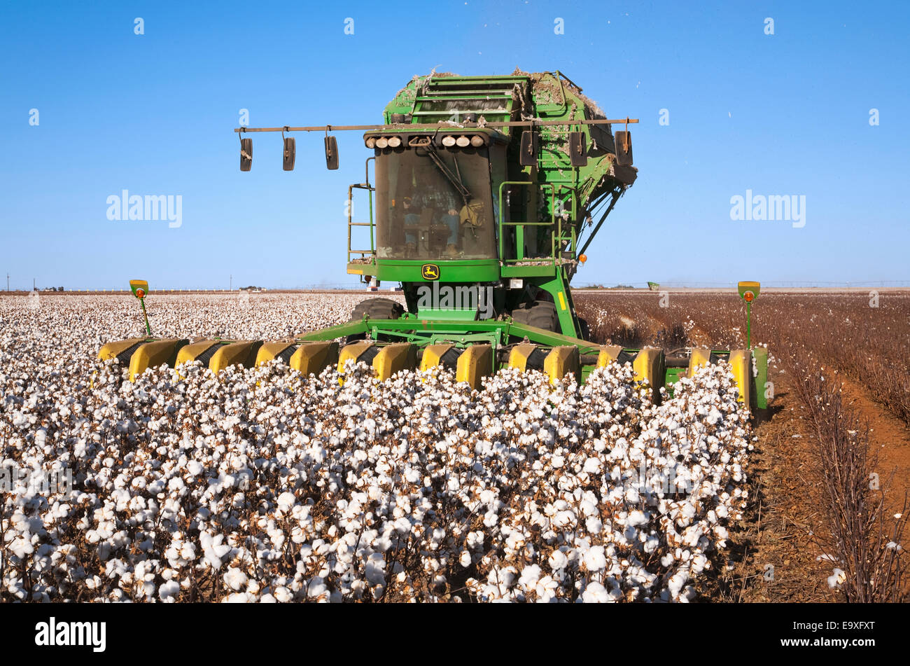 Landwirtschaft - eine 8-reihige John Deere Baumwolle Stripperin erntet ein Feld Reife hochverzinsliche Stripperin Baumwolle / West Texas, USA. Stockfoto