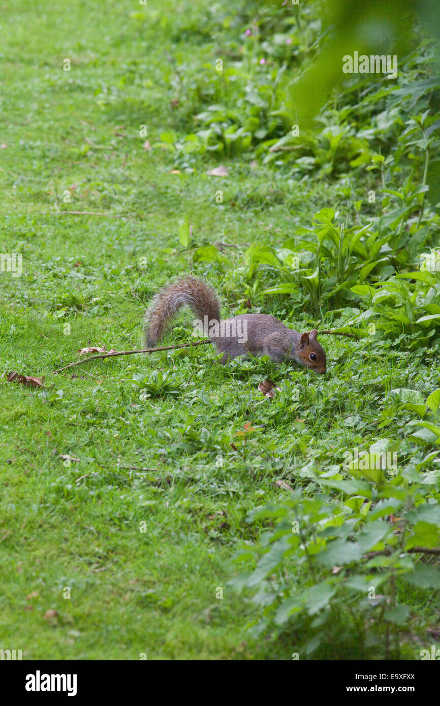 Graue Eichhörnchen (Scurius Carolinensis). Auf Boden, etwa um Nahrung in Form von Eicheln und Mast als Winter-Cache zu begraben. Oktober. Stockfoto