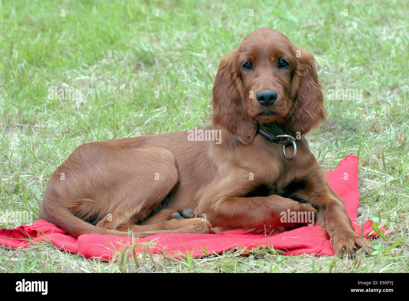 Typische Irish Red Setter Stockfoto