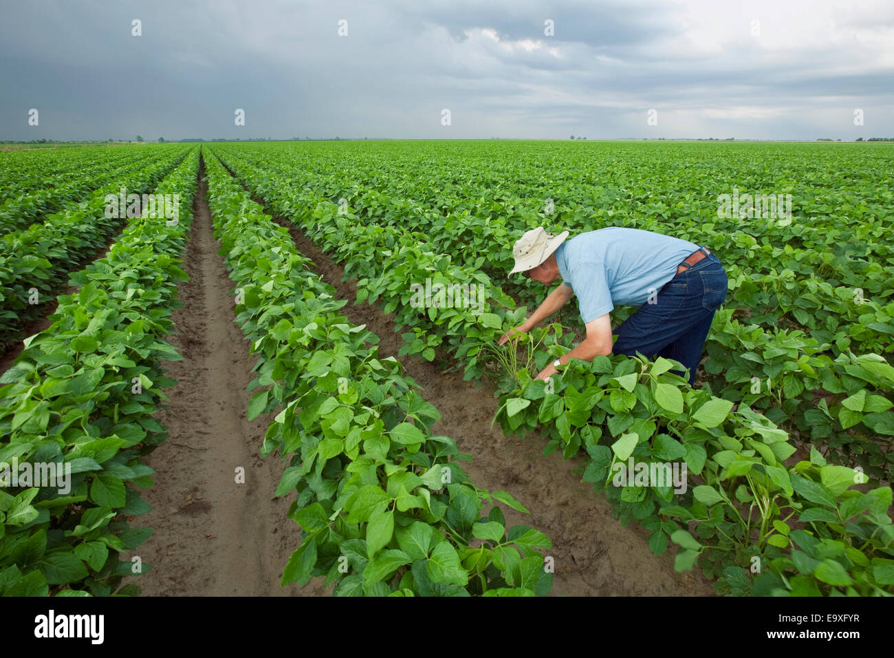 Landwirtschaft - Ernte Berater prüft eine Mitte Wachstum Ernte von Sojabohnen Stadium der Pod-Einstellung / Arkansas, USA. Stockfoto