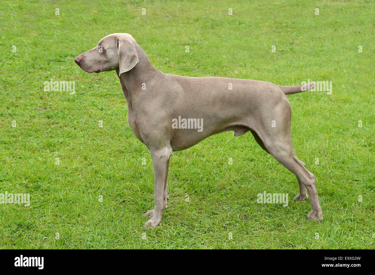 Typische Weimaraner Kurzhaar-Hund Stockfoto