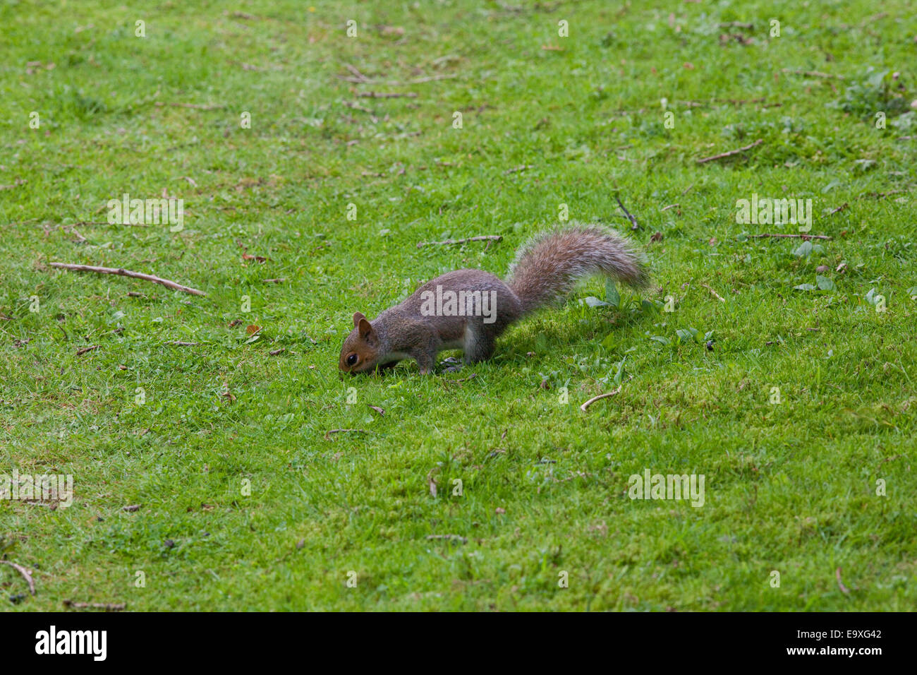 Graue Eichhörnchen (Scurius Carolinensis). Auf Boden, etwa um Nahrung in Form von Eicheln und Mast als Winter-Cache zu begraben. Oktober. Stockfoto