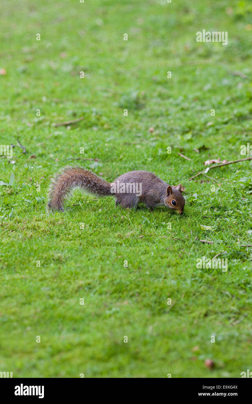 Graue Eichhörnchen (Scurius Carolinensis). Auf Boden, etwa um Nahrung in Form von Eicheln und Mast als Winter-Cache zu begraben. Oktober. Stockfoto