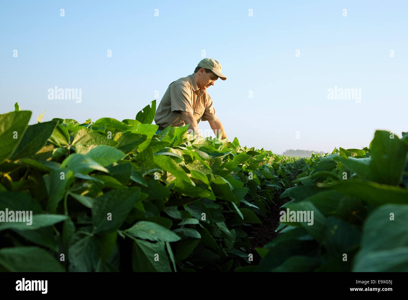 Landwirtschaft - Ernte Berater untersucht eine Mitte Wachstum-Soja-Ernte in der Mitte-zu-Ende-Pod Set Stadium / Arkansas, USA. Stockfoto