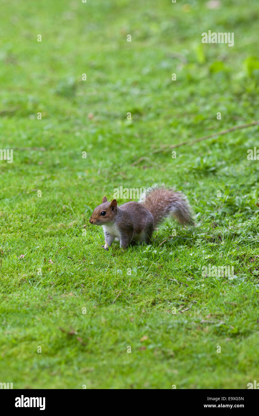 Graue Eichhörnchen (Scurius Carolinensis). Auf Boden unter gefallen Herbstlaub, auf der Suche nach Nahrung in Form von Eicheln und Mast. Stockfoto