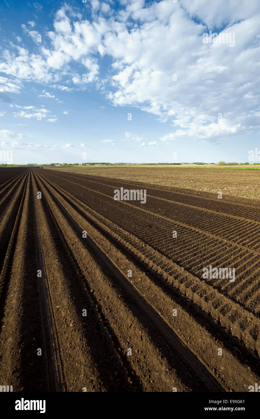Dave, Reede, Ag, Landwirtschaft, landwirtschaftliche, Country Stockfoto