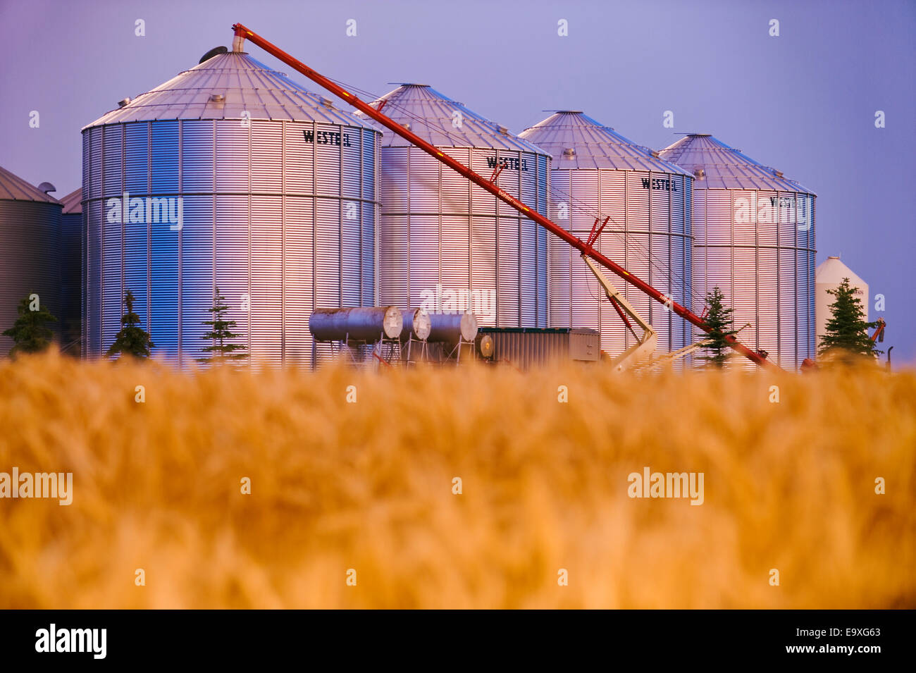 Landwirtschaft - Behälter Korn bei Sonnenuntergang mit Reifen Winterweizen außerhalb des Fokus im Vordergrund / in der Nähe von Lorette, Manitoba, Kanada. Stockfoto