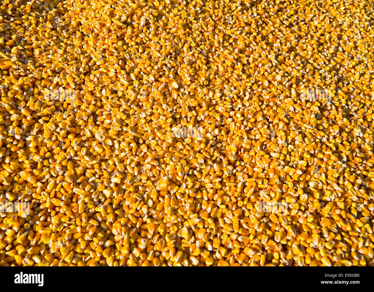 Landwirtschaft - Nahaufnahme von frisch geernteten Getreide Mais / in der Nähe von Niverville, Manitoba, Kanada. Stockfoto