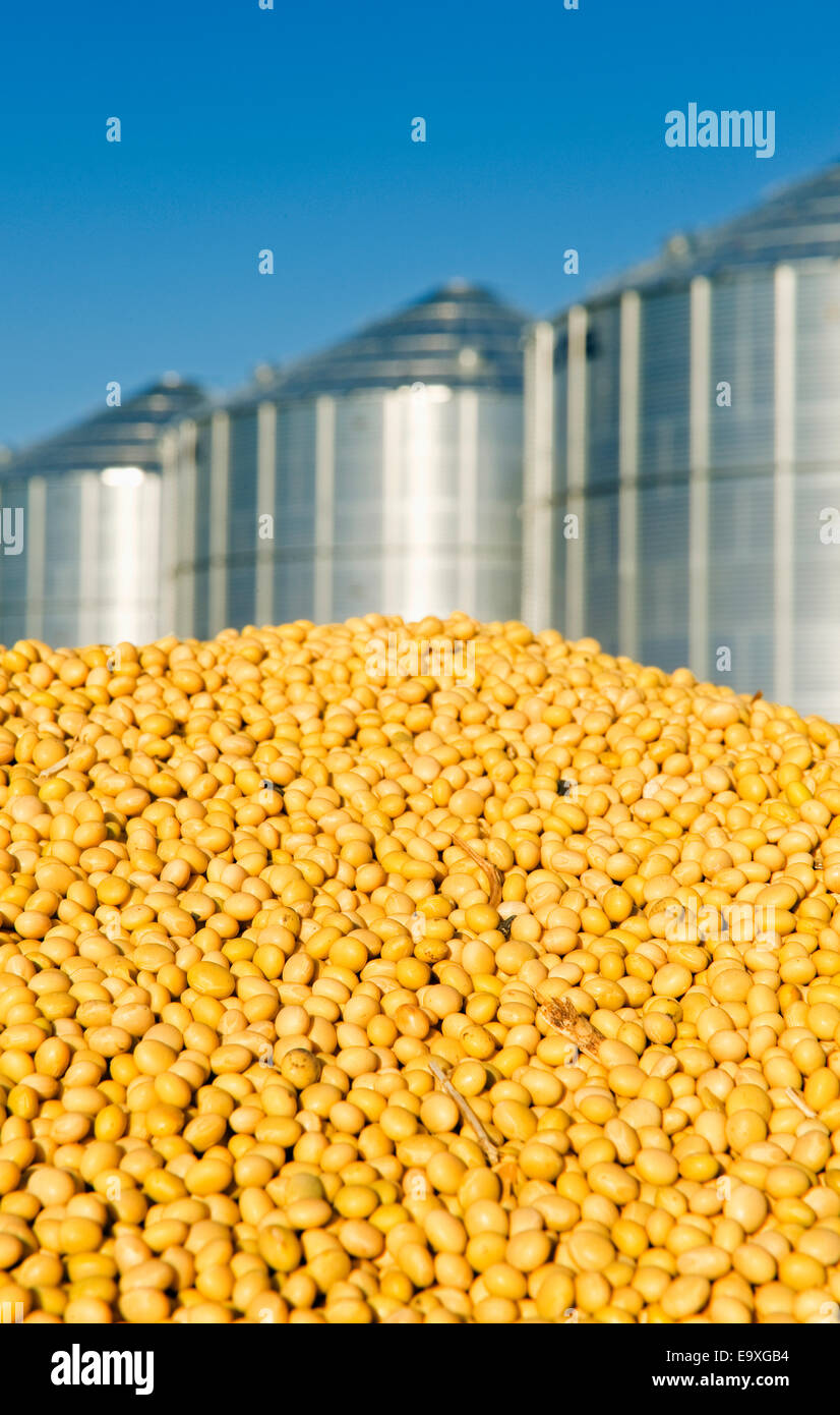 Frisch geerntete Sojabohnen häuften sich in ein Korn-LKW mit Getreidesilos im Hintergrund / in der Nähe von Lorette, Manitoba, Kanada. Stockfoto