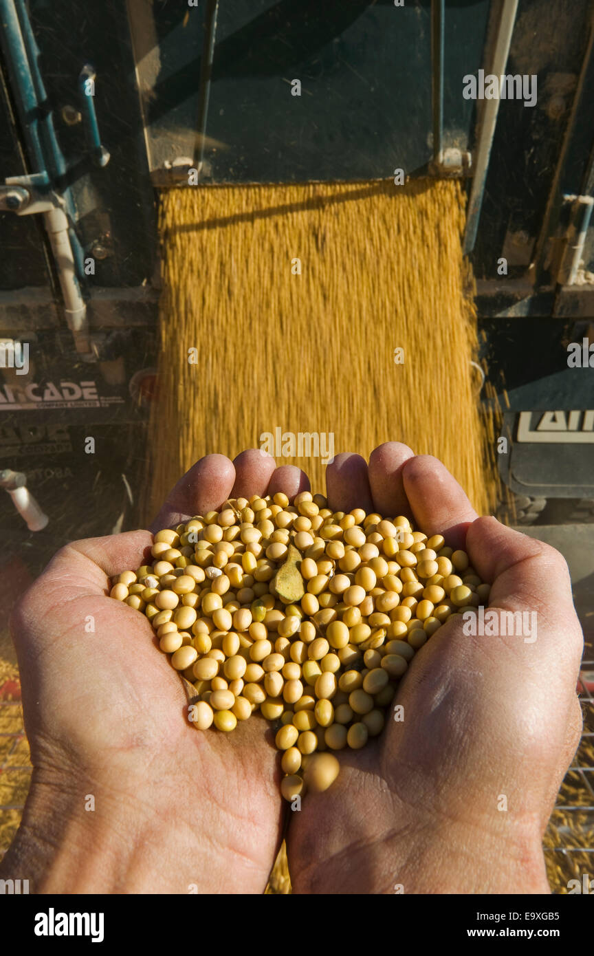 Ein Bauern-Hände halten frisch geerntete Sojabohnen, während ein Korn-LKW im Hintergrund / in der Nähe von Lorette, Manitoba, Kanada entladen. Stockfoto