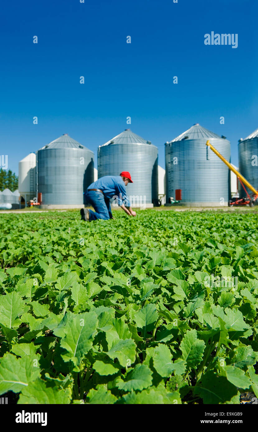 Ein Bauer inspiziert seine Ernte der frühen Wachstum Raps Pflanzen mit Getreidesilos im Hintergrund / in der Nähe von Dugald, Manitoba, Kanada. Stockfoto