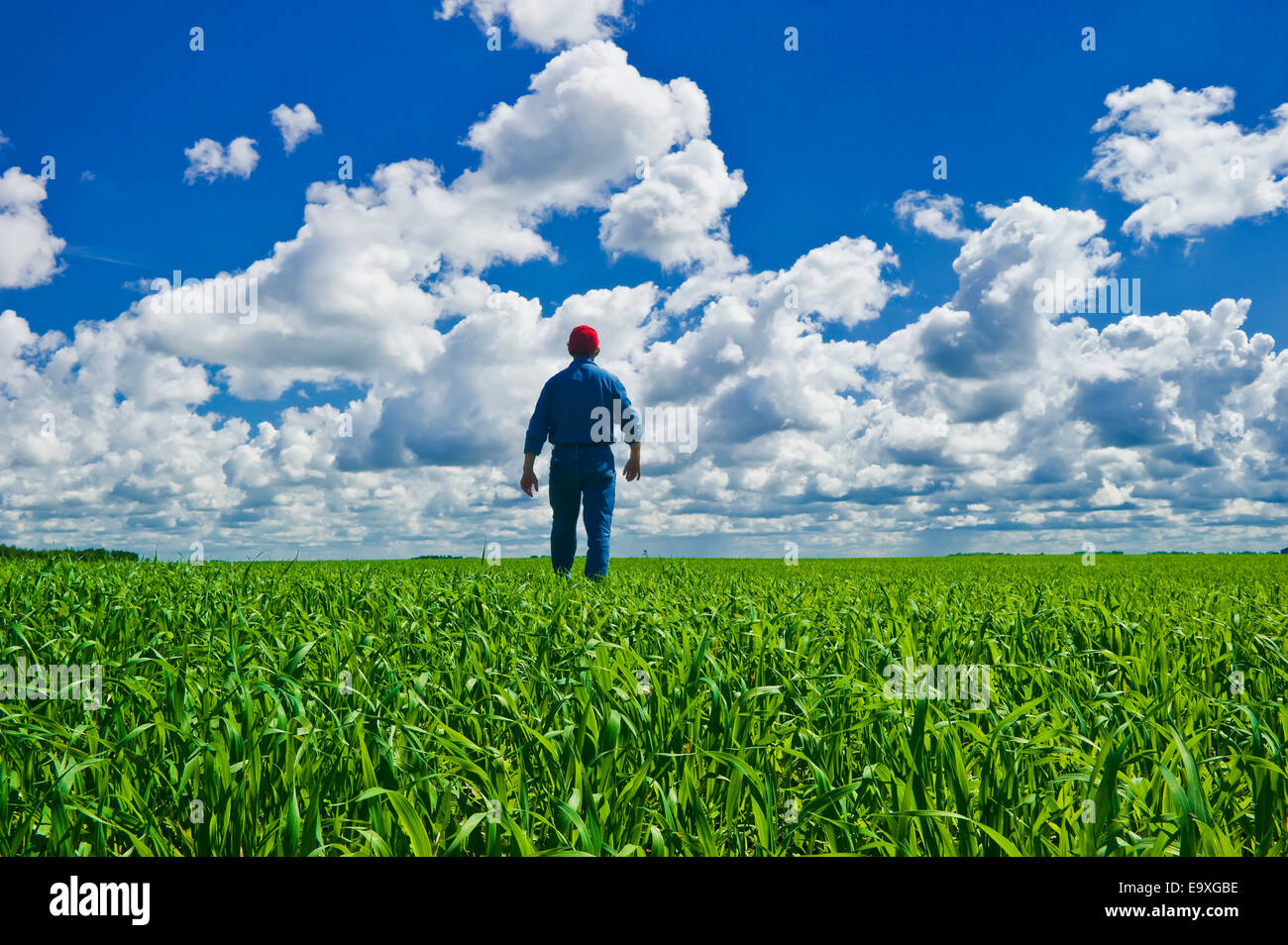 Landwirtschaft - geht ein Bauer durch seinen Bereich Inspektion seiner Ernte der frühen Wachstum Hafer / in der Nähe von Lorette, Manitoba, Kanada. Stockfoto