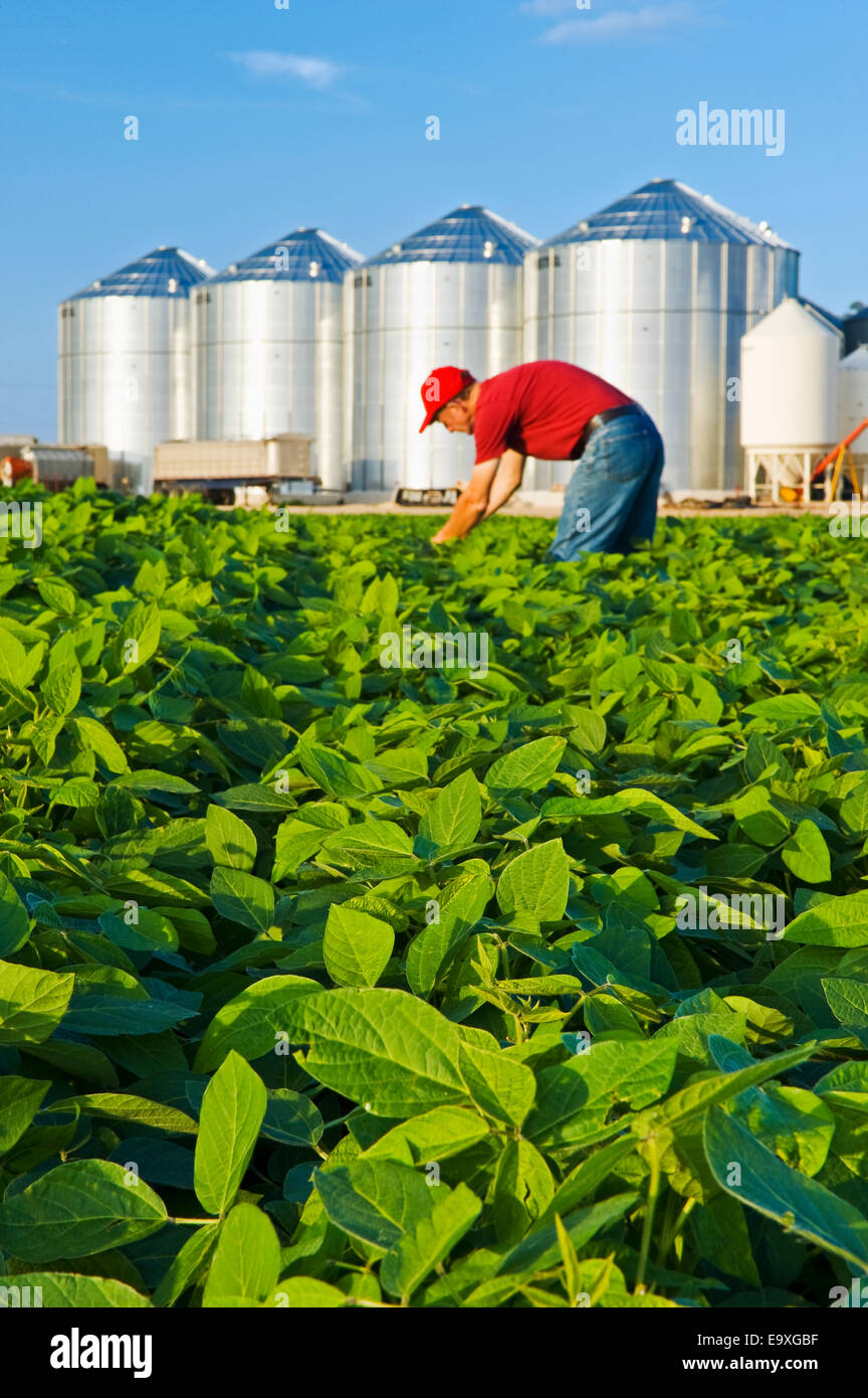 Ein Bauer inspiziert seine Ernte Mitte Wachstum Sojabohnen mit Getreidesilos im Hintergrund / in der Nähe von Lorette, Manitoba, Kanada. Stockfoto